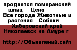 продается померанский шпиц  › Цена ­ 35 000 - Все города Животные и растения » Собаки   . Хабаровский край,Николаевск-на-Амуре г.